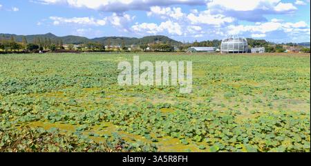 Muan County, Südkorea - 25. September 2020: Das mit Lotus bedeckte Wasser im Hoesan White Lotus Habitat erstreckt sich über die Landschaft, mit dem schwimmenden Wasser Stockfoto
