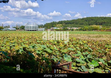 Muan County, Südkorea – 25. September 2020: Das riesige Hoesan White Lotus Habitat erstreckt sich über die Landschaft mit dem Floating Glass Gewächshaus Stockfoto