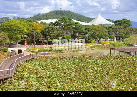 Muan County, Südkorea – 25. September 2020: Ein Holzsteg schlängelt sich durch das Lotus Habitat im Hoesan White Lotus Habitat, was zu einem schattigen pav führt Stockfoto