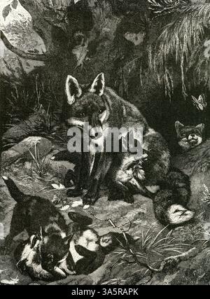 Eine FAMILIE VON FÜCHSEN ( Vulpes vulgaris ) / Eine friedliche Szene im europäischen Wald Stockfoto
