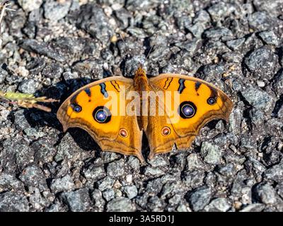 Junonia almana, ein farbenfroher orientalischer Pfauenstiefel, thront auf den Blättern einer Hecke in einem Park in der Nähe von Fukuoka, Japan Stockfoto