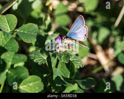 Lampides boeticus, ein kleiner bunter erbsenblauer Schmetterling, ruht auf kleinen Blumen in der Nähe eines Parks in der Präfektur Fukuoka, Kyushu, Japan Stockfoto