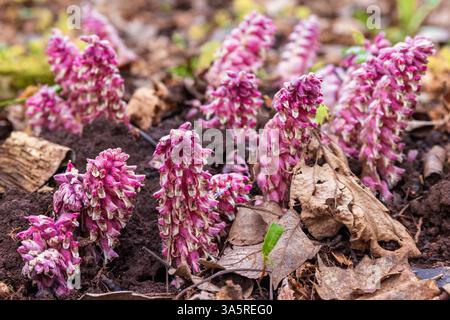 Schöne rosa Zahnkraut Blüten im Frühling Stockfoto