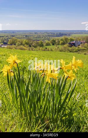 Wunderschöne gelbe Wilde Narzissen blühen auf einer Wiese an einem sonnigen Tag im Frühling Stockfoto