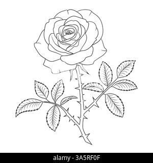 Eine Strichgrafik Illustration Rosenblume Malseite Stockfoto