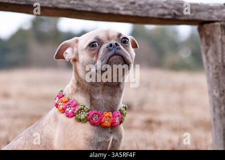 Unglücklich aussehender französischer Bulldog-Hund x Mops-Mix mit Paracord-Blumenkragen Stockfoto