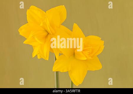 Doppel-Narzisse „Golden Ducat“ Stockfoto