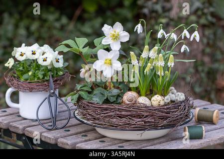 Gartenanlage mit helleborus niger, weißen Traubenhyazinthen, Schneeglöckchen und Bratschenblüten im Birkenzweigkranz Stockfoto