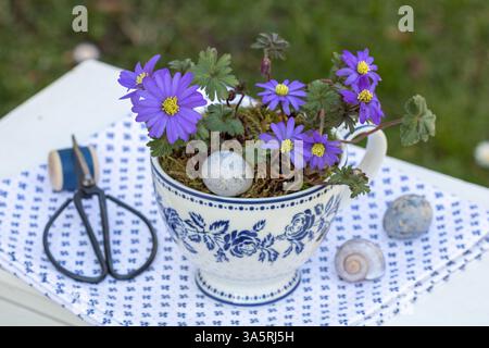 Blaue Anemonen Blanda in einer Tasse im Garten Stockfoto