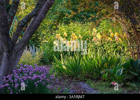 Lebendige Gartenszene mit einer Ansammlung blühender gelber Iris, umgeben von üppigem Grün. Violette Blüten im Vordergrund sorgen für Farbkontrast un Stockfoto
