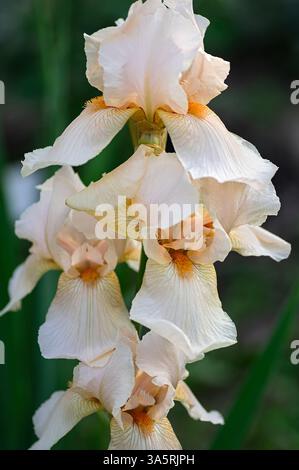 Nahaufnahme schöner weißer Iris mit weichen Blütenblättern und leuchtend gelben Mittelpunkten. Vertikaler Freischnitt. Nahaufnahme. Stockfoto