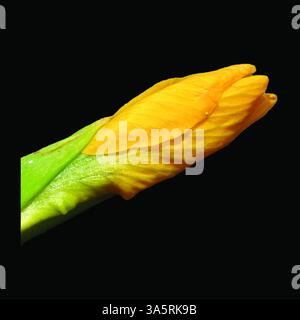 Wildblume gelbe Flagge Iris Knospe auf schwarzem Hintergrund, Iris pseudacorus Stockfoto
