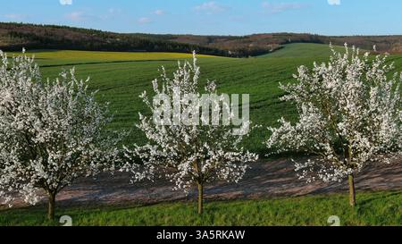 Blühende Bäume auf grünen, welligen Hügeln Stockfoto