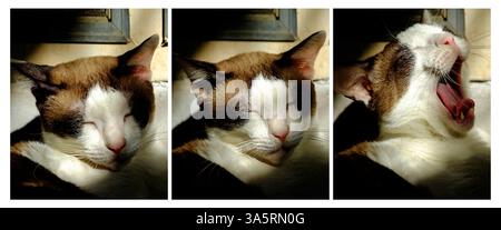 Eine braune und weiße Katze genießt die Wärme der Sonne, während sie mit geschlossenen Augen ausruht. Die Katze wirkt friedlich und zufrieden und unterstreicht die Schönheit von Stockfoto