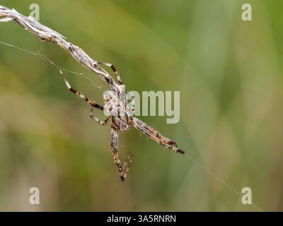 Europäische Gartenspinne; Araneus diadematus, Erwachsener im Web Norfolk Spätsommer Stockfoto