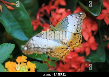 Nahaufnahme von Vindula Dejone Butterfly mit seinen komplizierten gemusterten Flügeln auf Red Blooming Ixora Stockfoto