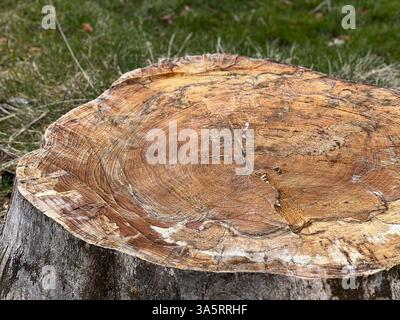Ein großer, frisch abgesägter Baumstumpf im Garten Stockfoto