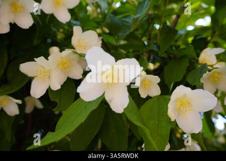 Eine Nahaufnahme von weißen Mock Orange Blüten, die sich vor sattgrünen Blättern befinden und die zarte Schönheit der Pflanze hervorheben. Ideal für Blumen, Garten und Natur Stockfoto