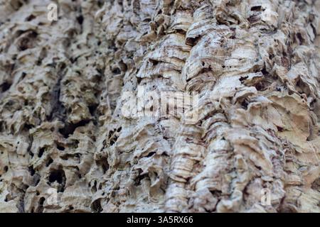 Korkeiche Baumrinde. Natürlicher selektiver Fokus Hintergrund. Quercus suber Baumstamm Nahaufnahme. Stockfoto