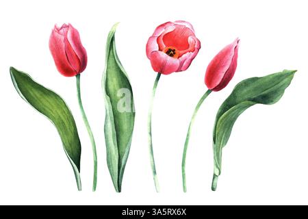 Ein Set rosa Tulpen, Knospen und Blätter. Handgezeichnete botanische Aquarellillustration isoliert auf weißem Hintergrund. Für Clip Art Karten Einladung Stockfoto