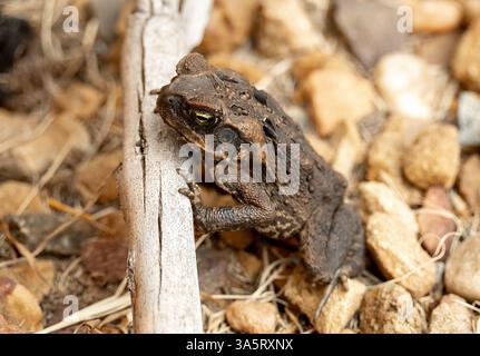 Wilde Rohrkröte, Rhinella Marina, im Garten von Queensland. Seitenansicht auf Schotterweg. Schädling in Australien eingeführt. Hässlich und unangenehm. Stockfoto