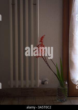 Afrikanische Flaggenblumen von Radiator und French Doors Stockfoto