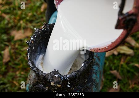 Menschen, die Naturlatex aus Gummi in einen schmutzigen Eimer gießen Stockfoto