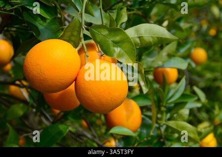 Gelbe Orangen wachsen auf einem Baum mit grünen Blättern Stockfoto