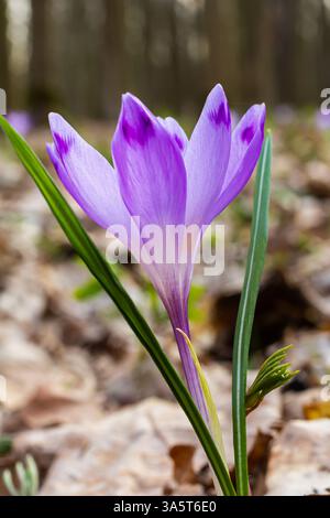 Nahaufnahme mit einem Crocus heuffelianus oder Crocus vernus Frühlingskrokus. Lila Blume blüht im Wald. Stockfoto