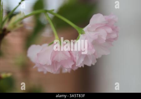 Pink Kirschblüte aus nächster Nähe Stockfoto