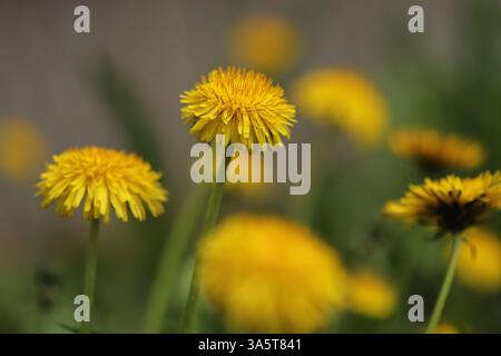 Gelber Löwenzahn auf grünem Hintergrund Stockfoto
