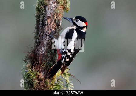 TOLLER FLECKENSPECHT (Dendrocopos Major) auf einem schlichten Hintergrund, Großbritannien. Stockfoto
