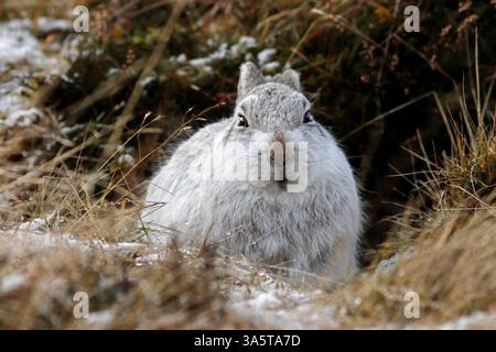 BERGHASE (Lepus timidus) im weißen Fell, Schottland, Vereinigtes Königreich. Stockfoto