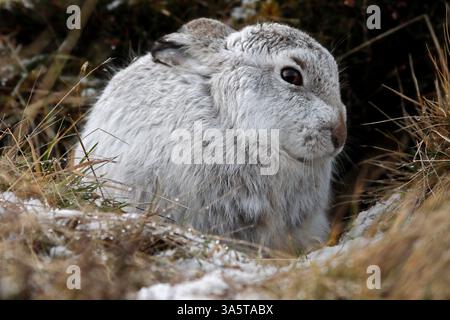 BERGHASE (Lepus timidus) im weißen Fell, Schottland, Vereinigtes Königreich. Stockfoto