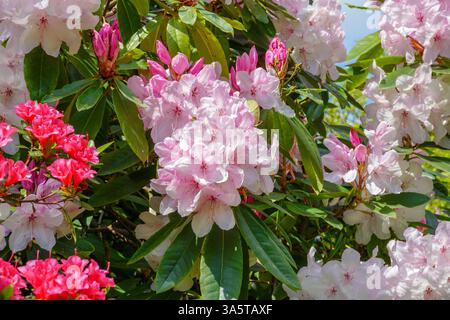 Frühlingsblüte von Rhododendronblüten am Gartenstrauch. Hübsche Häufchen rosa und weißer Blumen Stockfoto