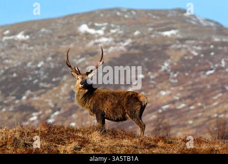 ROTHIRSCH, Schottland, Großbritannien. Stockfoto