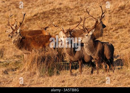 HIRSCHGRUPPE (Cervus elaphus), Schottland, Vereinigtes Königreich. Stockfoto