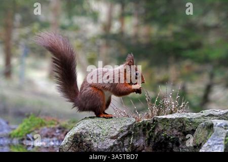 RED EICHHÖRNCHEN essen eine Nuss, Yorkshire Dales National Park, Großbritannien. Stockfoto