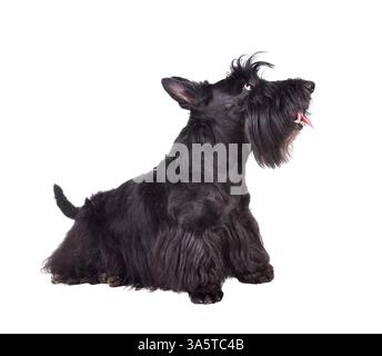 Schwarzer Scotch Terrier auf weißem Hintergrund Stockfoto