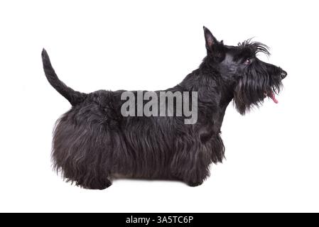 Schwarzer Scotch Terrier Welpe isoliert auf weißem Hintergrund Stockfoto