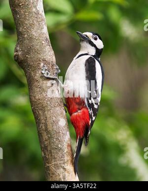 Großer gefleckter Specht (Dendrocopos Major) männlich im Frühjahr. Stockfoto