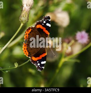 Roter Admiral oder früher der rote Admiral (Vanessa atalanta) auf einer Klettenblüte im Herbst. Stockfoto