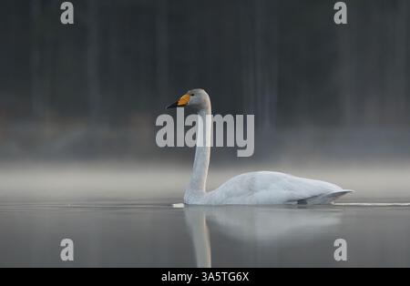 Singschwan (Cygnus cygnus) schwimmt nachts im Frühling in einem nebeligen See. Stockfoto