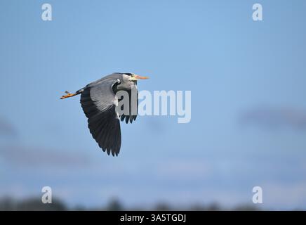 Graureiher - Ardea cinerea Stockfoto