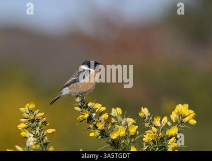 Schwarzkehlchen - Saxicola torquata Stockfoto