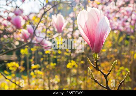 Große rosafarbene Blüten des Magnolie-soulangeana-Baumes in voller Blüte. Wunderschöner Nahaufnahme-Hintergrund an einem sonnigen Frühlingstag Stockfoto