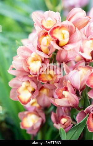 Pink Cymbidium Orchidee, im Garten auch als Bootsorchideen bekannt. Stockfoto