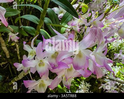 Dendrobium Chunky Orchideen mit weißen und hellvioletten Blüten in voller Blüte im Botanischen Garten von Singapur. Stockfoto