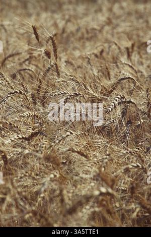 Goldenes Weizenfeld an einem sonnigen Tag, Nahaufnahme. Ein reifes Weizenfeld unter der Sonne mit goldenen Ohren, die im Wind schweben Stockfoto