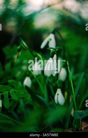 Nahaufnahme der weißen Schneeglöckchenblumen im frühen Frühling Stockfoto